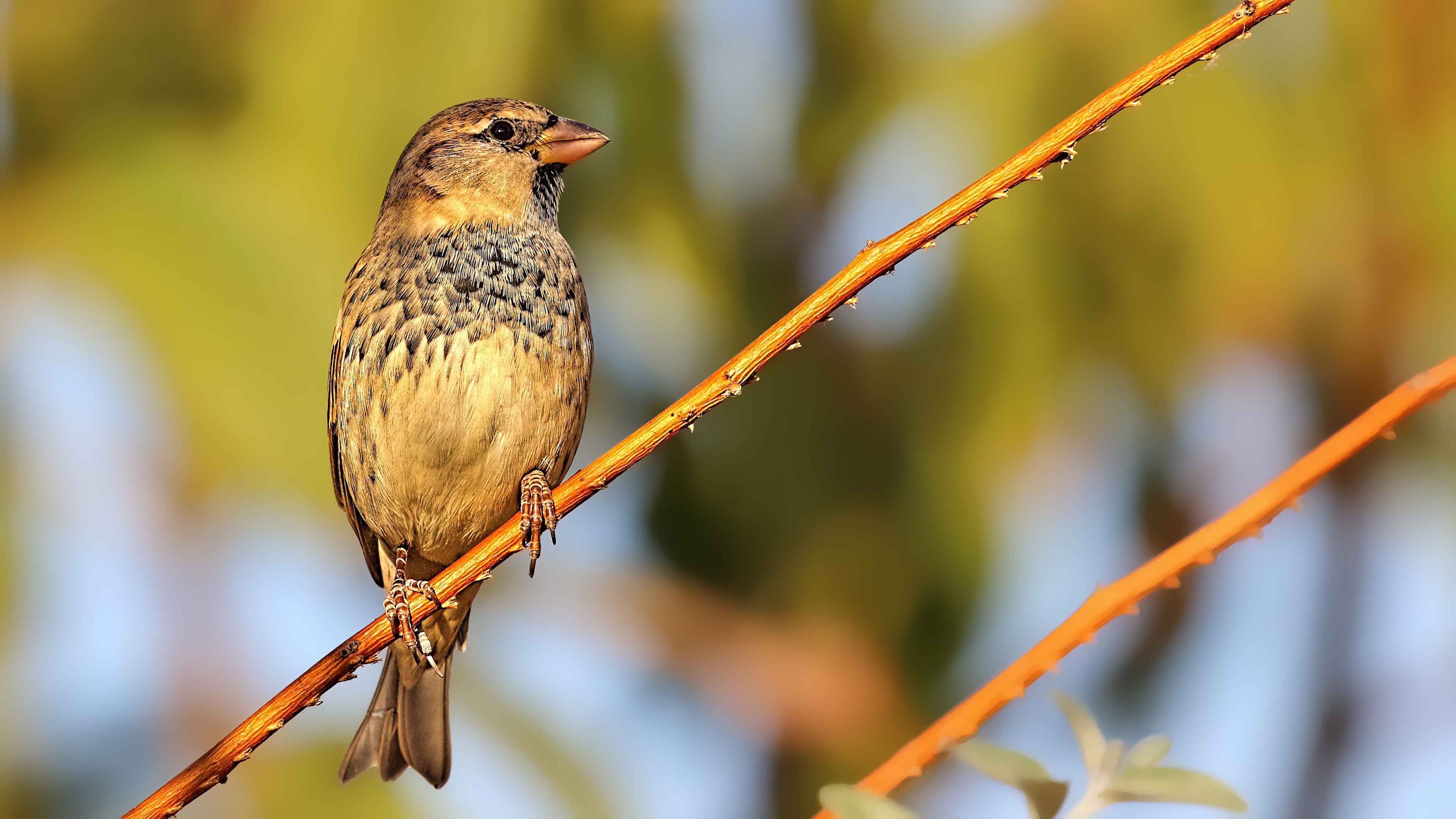 Spanish Sparrow